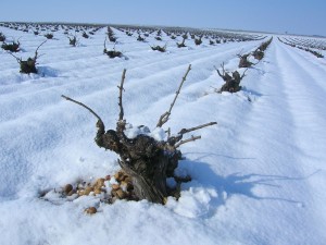 navidad diferente Imagen. Una navidad diferente desde el corazón de la Ruta del Vino de Rueda