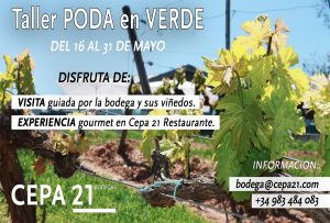 Cepa 21 poda en verde Cepa 21 poda en verde