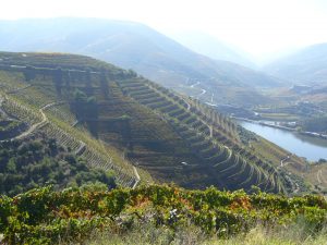 Quinta do Noval Imagen. Sorprendente paisaje de viñedos en las proximidades de la Quinta do Noval.