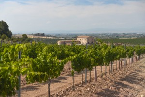 Bodegas Torres construirá una bodega en Lleida, en su finca de L’Aranyó Bodegas Torres construirá una bodega en Lleida, en su finca de L’Aranyó
