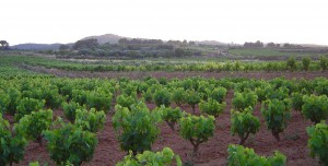 La DO Terra Alta prevé una producción cercana a los 37 millones de kilos La DO Terra Alta prevé una producción cercana a los 37 millones de kilos