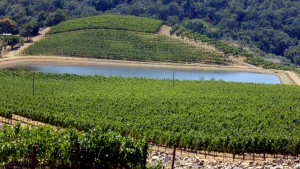 Imagen de Hillside Estate Vineyard. Shafer Vineyards