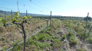 Viñedos de la IGP Desierto de Almería El mes de abril-2015 llovió mucho más de lo habitual y de ahí su verdor