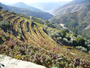 De los viñedos de Oporto salen vinos no tranquilos
