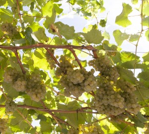 Imagen uvas albariño viñedos Paco & Lola