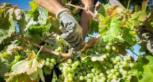 imagen vinos de jerez