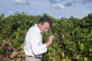 imagen actividades, ruta del vino de rueda