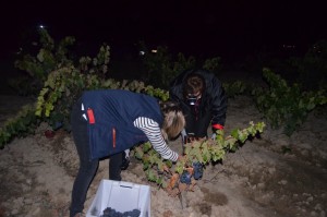 Imagen vendimia nocturna en Bodegas Pagos de Leza 
