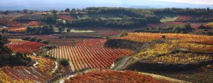 Foto. Camino Ignaciano. Enoturismo. Ruta del Vino de Rioja Alavesa