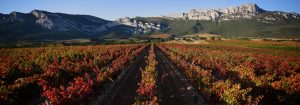 Foto. Camino Ignaciano. Enoturismo. Ruta del Vino de Rioja Alavesa