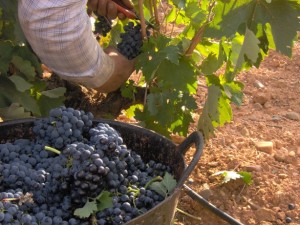 cubillas Cubillas de Santa Marta será escenario el sábado 24 de octubre de la I Jornada sobre Territorio, Patrimonio e Industria Vitivinícola que organiza el Ayuntamiento de Cubillas de Santa Marta.