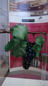 Bodegas Borsao Bodegas Borsao y Alto Moncayo apadrinan la variedad de uva Garnacha Tinta.