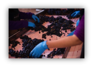 Fin de la vendimia Imagen. Fin de la vendimia en Bodega Otazu.
