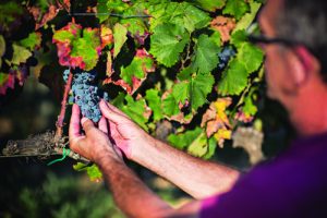 Imagen. Roses, Ruta del Vino DO Empordà, llena de propuestas de ocio e historia para todos los públicos.