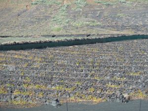 Imagen. Viñedos en otoño de Bodegas El Grifo (Lanzarote)