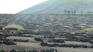 Imagen. Paisaje de viñedos de La Geria (Lanzarote)