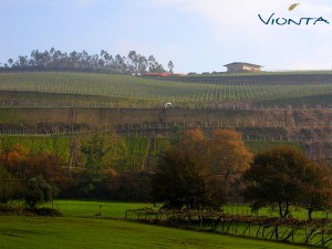 Bodega Vionta Imagen. La Ruta do Viño Rías Baixas incorpora a su lista de socios a Bodega Vionta.