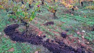 Imagen. Abonado ecológico en los viñedos de Bodegas Vehemencia