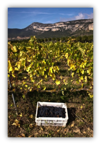 Fin de la vendimia Imagen. Fin de la vendimia en Bodega Otazu.