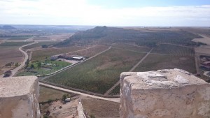 Viñedos en Castillejo del Duero Imagen. Viñedos en Castillejo del Duero en plena Ribera del Duero vallisoletana