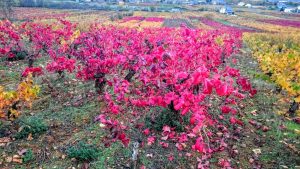 Imagen. Bodegas Vehemencia. Plantas viejas de garnacha