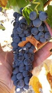 La vendimia se realiza de forma manual. Con cajas de no más de 7 kg de peso en la Bodega Apalaz Vigneron. DO Ribera del Duero. La vendimia se realiza de forma manual. Con cajas de no más de 7 kg de peso en la Bodega Apalaz Vigneron. DO Ribera del Duero.