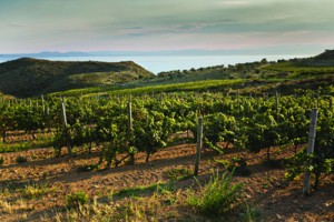 Ruta del Vino DO Empordà Roses: El `Must´ que hará que escapes hasta su Ruta del Vino DO Empordà