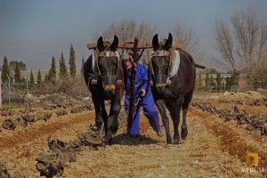 Bodegas Verum apuesta por recuperar las tradiciones para sus viñedos ecológicos Bodegas Verum apuesta por recuperar las tradiciones para sus viñedos ecológicos