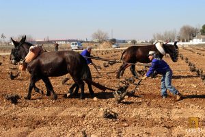 Bodegas Verum apuesta por recuperar las tradiciones para sus viñedos ecológicos Bodegas Verum apuesta por recuperar las tradiciones para sus viñedos ecológicos