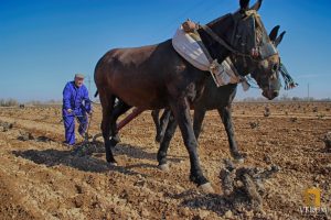 Bodegas Verum apuesta por recuperar las tradiciones para sus viñedos ecológicos Bodegas Verum apuesta por recuperar las tradiciones para sus viñedos ecológicos