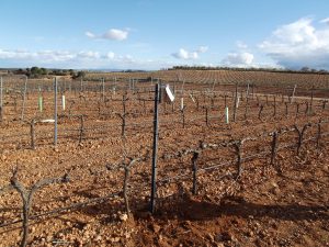 Bodega Iniesta apuesta por Agroanalytics Bodega Iniesta apuesta por Agroanalytics