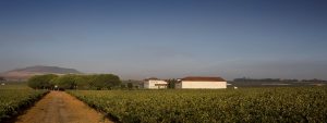 Jornada de Puertas Abiertas en Bodegas Tarsus Jornada de Puertas Abiertas en Bodegas Tarsus