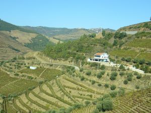 Quinta do Noval (II) Imagen. El paisaje del viñedo del Duero ha sido considerado Patrimonio de la Humanidad por la Unesco.