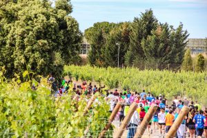 Best Wine Experience Bodegas Torres Best Wine Experience