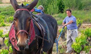 Curso de Agricultura Ecológica aplicada al viñedo y al vino Curso de Agricultura Ecologica kirios de adrada