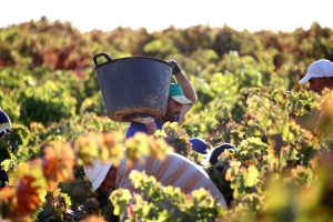 Las Rutas del Vino de Cigales y Rueda organizan en Madrid una Feria de Enoturismo Las Rutas del Vino de Cigales y Rueda organizan en Madrid una Feria de Enoturismo