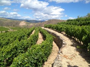 Sorte O Soro 2014, de Rafael Palacios, 97 puntos Parker Sorte O Soro de Rafael Palacios DO Valdeorras