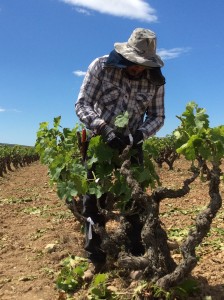 Bodegas Torres reintroduce en el Penedès una variedad ancestral de uva tinta llamada Moneu Bodegas Torres reintroduce en el Penedès una variedad ancestral de uva tinta llamada Moneu