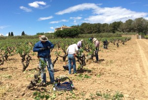 Bodegas Torres reintroduce en el Penedès una variedad ancestral de uva tinta llamada Moneu Bodegas Torres reintroduce en el Penedès una variedad ancestral de uva tinta llamada Moneu