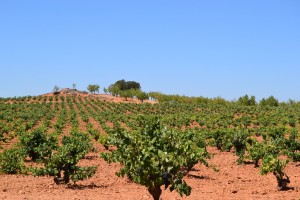 El Tribunal Supremo admite el recurso interpuesto por la DO Utiel-Requena recurso interpuesto por la DO Utiel-Requena