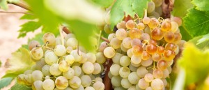 Castilla-La Mancha es, en 2016, casi la mitad del viñedo español Castilla-La Mancha es, en 2016, casi la mitad del viñedo español