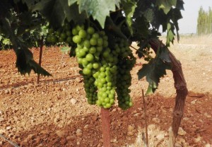 Bodega Tierras de Mollina duplicará su producción con cuatro millones de kilos de uva Bodega Tierras de Mollina duplicará su producción con cuatro millones de kilos de uva