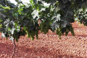 Bodega Tierras de Mollina duplicará su producción con cuatro millones de kilos de uva Bodega Tierras de Mollina duplicará su producción con cuatro millones de kilos de uva