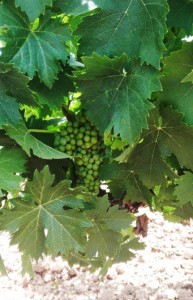 Bodega Tierras de Mollina duplicará su producción con cuatro millones de kilos de uva Bodega Tierras de Mollina duplicará su producción con cuatro millones de kilos de uva