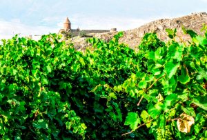 Imagen. Paisaje de viñedo en verano en las inmediaciones de Khor Virap (Armenia). El Paisaje del Viñedo en Verano