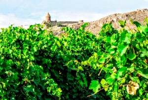 Imagen. Paisaje de viñedo en verano en las inmediaciones de Khor Virap (Armenia). El Paisaje del Viñedo en Verano