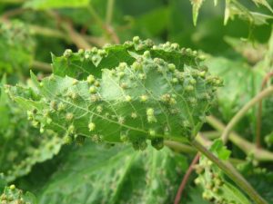 filoxera filoxera hoja vid