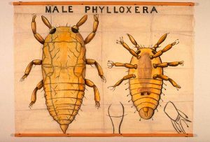 Filoxera. Phylloxera Filoxera. Phylloxera