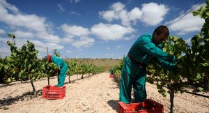 Bodegas Luzón celebra las V jornadas de Vendimia abierta