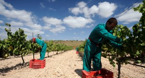 Bodegas Luzón celebra las V jornadas de Vendimia abierta Bodegas Luzón celebra las V jornadas de Vendimia abierta
